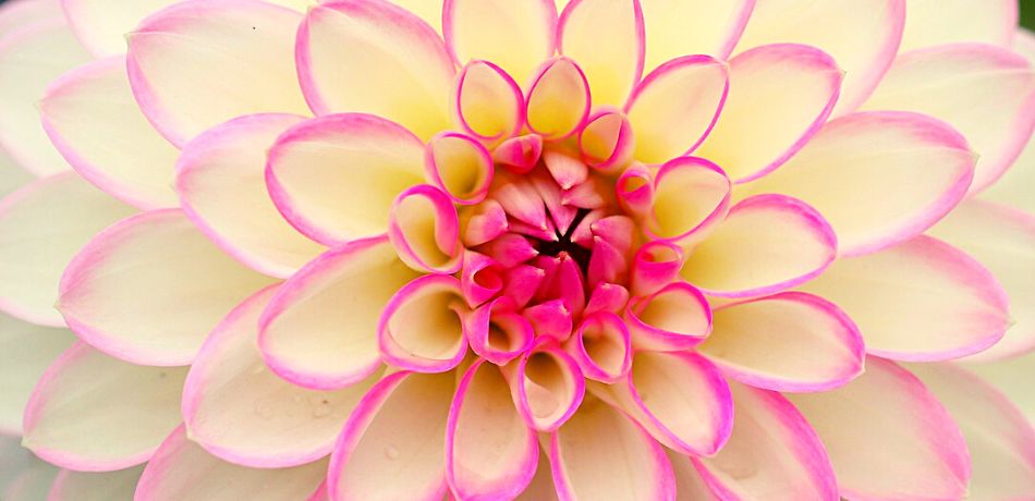 Különleges dáliák