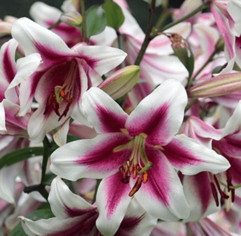 Liliom hagyma vásárlás