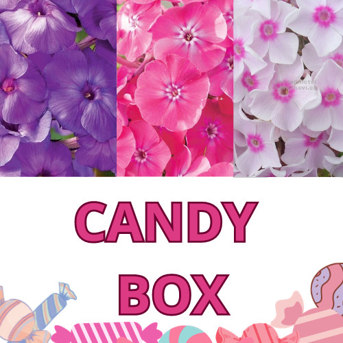 Bugás lángvirág válogatás - Candy Box