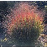  Panicum virgatum Shenandoah