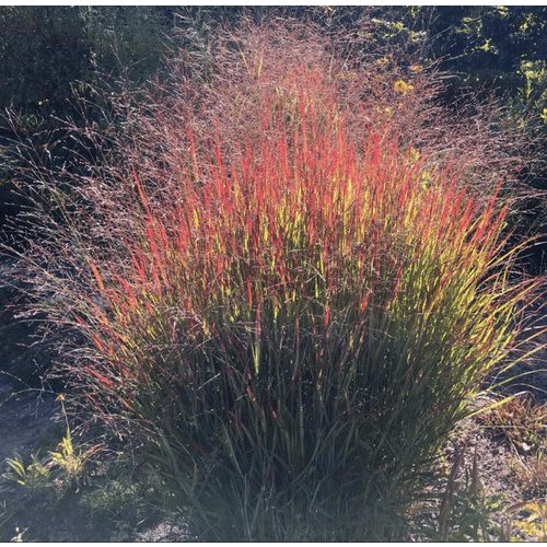  Panicum virgatum Shenandoah