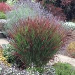  Panicum virgatum Shenandoah