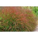  Panicum virgatum Shenandoah