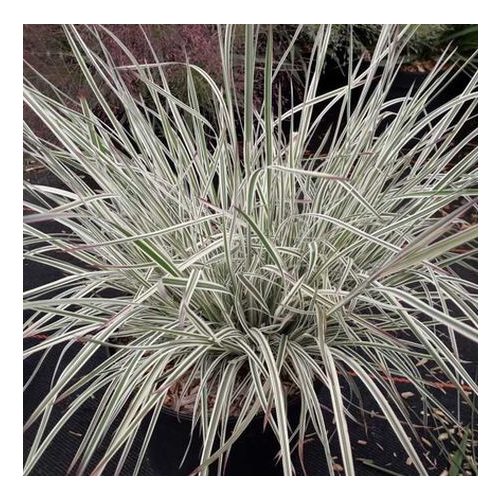 Schizachyrium scoparium Chameleon