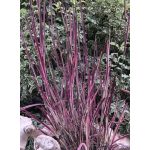 Schizachyrium scoparium Chameleon