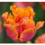 Papagájtulipán - Amazing Parrot