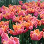 Papagájtulipán - Amazing Parrot