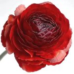 Ázsiai boglárka - ELEGANCE® 'Cioccolato'