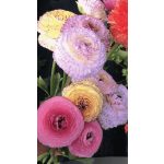 Ázsiai boglárka - ELEGANCE® 'Pastello Striato'