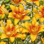 Ázsiai liliom - Double Nugget