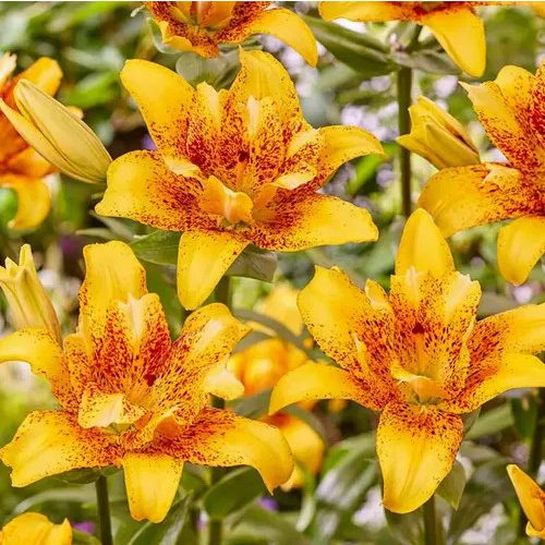 Ázsiai liliom - Double Nugget