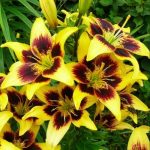 Ázsiai liliom - Pieton