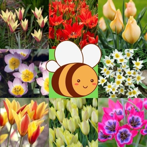 Botanikai tulipán válogatás