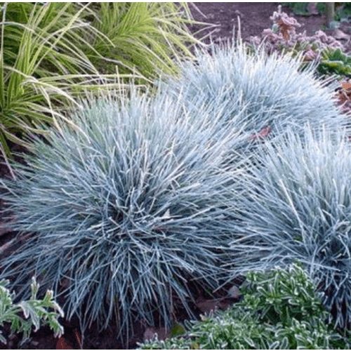 Kék csenkesz - Elijah Blue