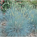 Kék csenkesz - Elijah Blue