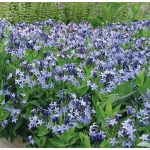 Csillagmeténg - Blue Ice