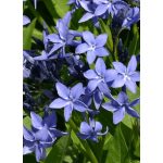 Csillagmeténg - Blue Ice