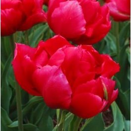 Csokros lila tulipán