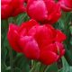 Csokros lila tulipán