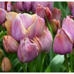 Csokros lila tulipán