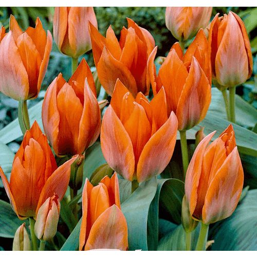 Csokros lila tulipán
