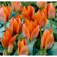 Csokros lila tulipán