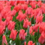 Csokros lila tulipán