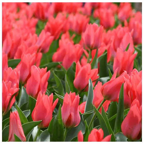 Csokros lila tulipán