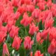 Csokros lila tulipán