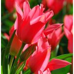 Csokros lila tulipán