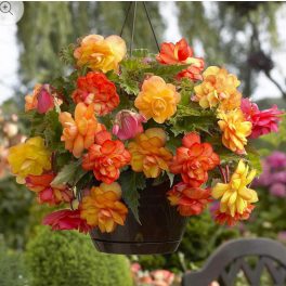 Begónia Golden Balcony - csüngő begónia