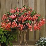 Bolíviai begónia -  San Francisco - csüngő begónia