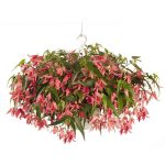 Bolíviai begónia -  San Francisco - csüngő begónia