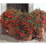 Bolíviai futó begónia -  Santa Cruz - csüngő begónia