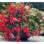 Bolíviai futó begónia -  Santa Cruz - csüngő begónia