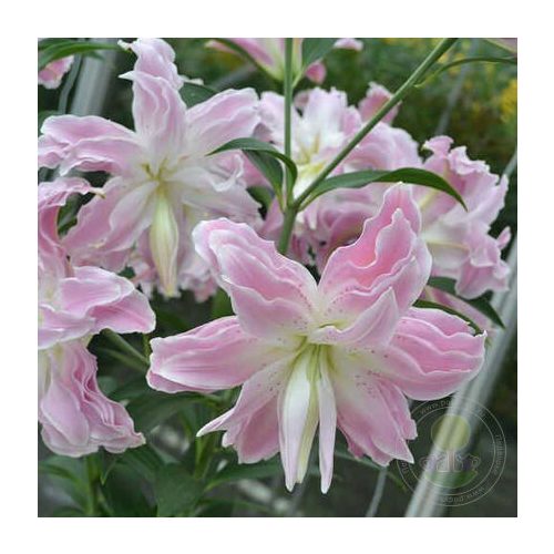 Dupla liliom - Lotus Elegance