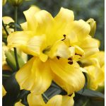 Dupla liliom - Exotic Sun