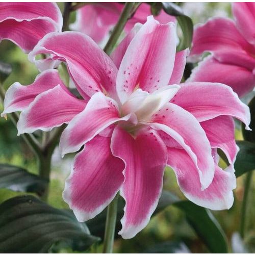 Dupla liliom - Lilac Cloud