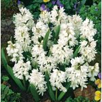 Csillagos puskinvirág -fehér- Puschkinia