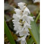 Csillagos puskinvirág -fehér- Puschkinia