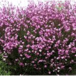 Gaura - Siskiyou Pink