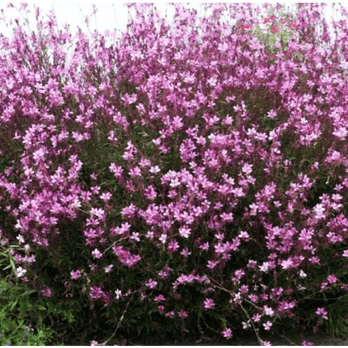 Gaura - Siskiyou Pink