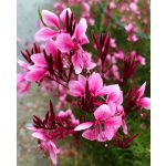 Gaura - Siskiyou Pink