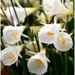 Harang nárcisz -  White Petticoat