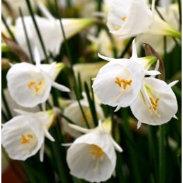Harang nárcisz -  White Petticoat