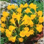 Mini harang nárcisz - Golden Bells