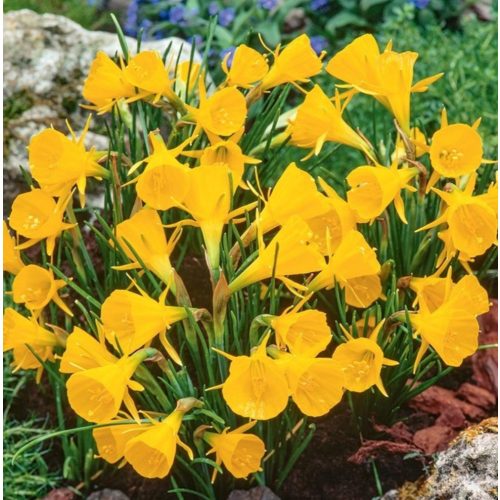 Mini harang nárcisz - Golden Bells