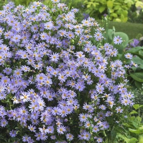 Japán őszirózsa - Kalimerisz Charlotte