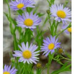 Japán őszirózsa - Kalimerisz Charlotte