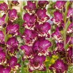 Kardvirág -  Gladiolus Color Club